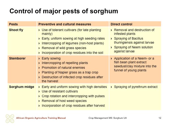 COMMON SORGHUM PESTS AND THEIR CONTROL hearts, whereas stemborers cause damage in all crop stages. The leaves are attacked by army worms (Spodoptera and Mythimna spp.).