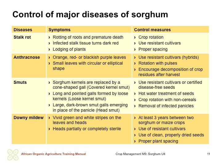 COMMON SORGHUM DISEASES AND THEIR CONTROL ing severe yield losses. High or very low temperatures and very dry conditions or high rainfall during flowering hinder the development of the pest.