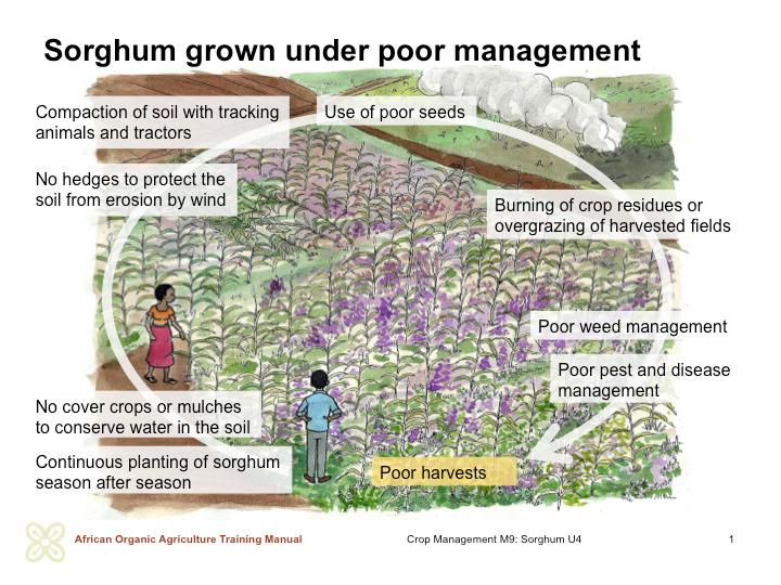 CHALLENGES IN SORGHUM PRODUCTION IN AFRICA GOOD MANAGEMENT PRACTICES IN SORGHUM PRODUCTION > > Pest and disease problems: Many pests and diseases are known to attack cultivated sorghum while others