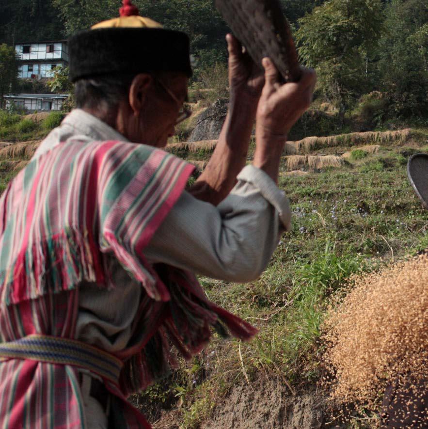 SIFOR IN BRIEF For centuries, small-scale farmers and indigenous people have developed new tools and strategies to cope with their harsh environments resilient crop varieties, genetically diverse