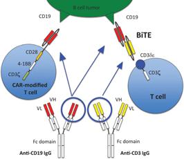 CAR-T cells and bispecific antibodies adding function to targeting Recruiting