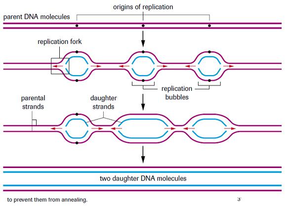 Ø Here nucleotides then proteins attach to DNA and separate strands Ø Replication then proceeds in both directions Ø On the parent DNA replication bubbles are formed v In eukaryotes there can be