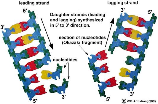 v DNA polymerase inks nucleotides in the growing daughter strands v The enzymes add nucleotides only to the 3 end of the DNA v Daughter strands grow in the 5 à 3 direction v One of the daughter