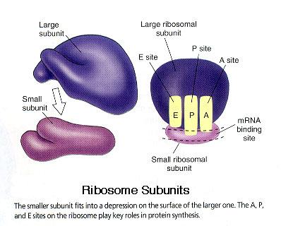 with proteins makes ribosomes the