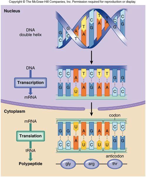 The Central Dogma Two major steps: 1.