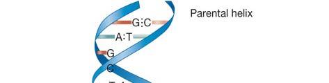 DNA Replication Complex process involving