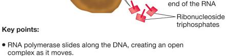 Moves with the polymerase as
