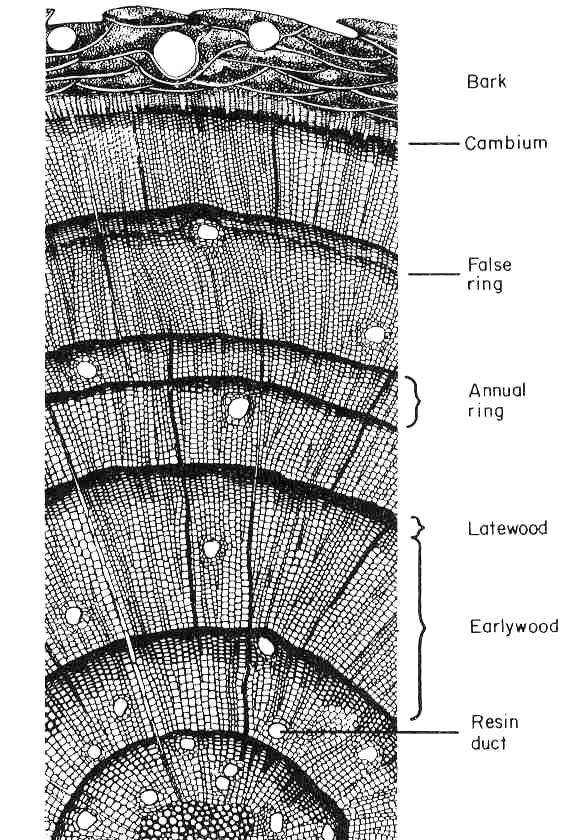 Cell structure of a