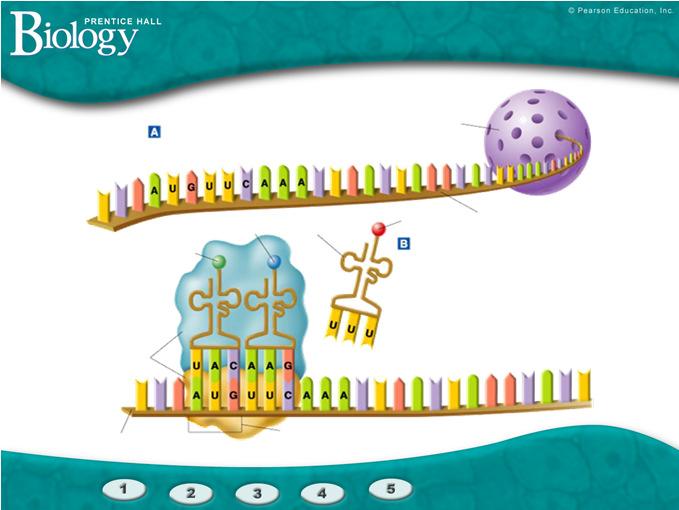 Figure 12 18 Translation Figure 12 18 Translation (continued) Messenger RNA Messenger RNA is transcribed in the nucleus.