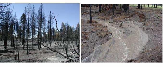5 Figure 3. Post-fire organic layer reduction. Source: Estimating Increased Erosion and Sediment Delivery Caused by Wildfires, B.E. Drake, 2005.
