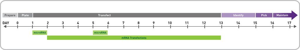 Page 2 Reprogramming Timeline The System requires 2 microrna transfections and 11 mrna transfections in total.
