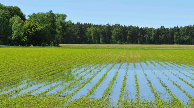 http://www.nutriag.com/article/waterlogging IB BIO C.6 12 Applications A1: The impact of waterlogging on the nitrogen cycle.