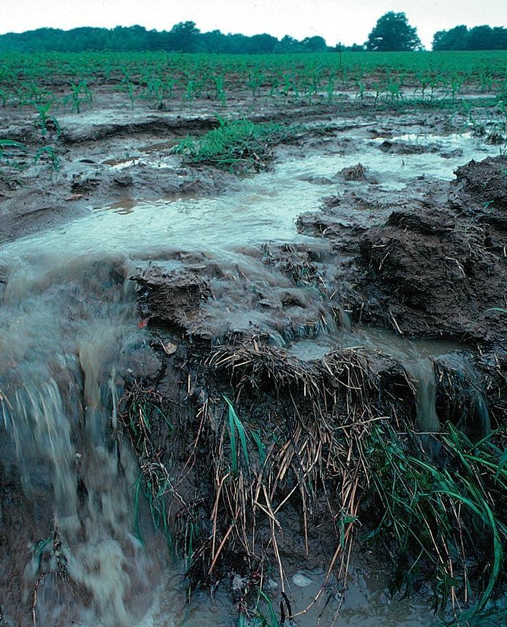 http://https://en.wikipedia.org/wiki/nutrient_pollution#/media/file:runoff_of_soil_%26_fertilizer.jpg/ IB BIO C.6 15 Applications A1: The impact of waterlogging on the nitrogen cycle.