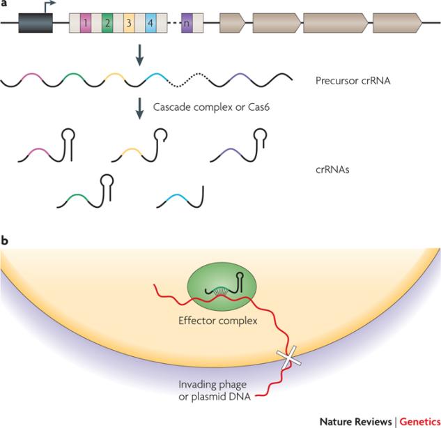 Therefore, the authors believe that spacers give rise to anti-sense RNA which promote an immune response against exogenous DNA. Like Jansen et al., Bolotin et al.