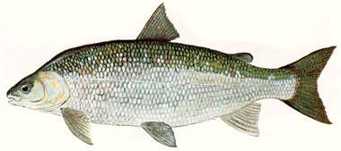 Lake Sturgeon Walleye Habitat is limiting fishery populations in the St.