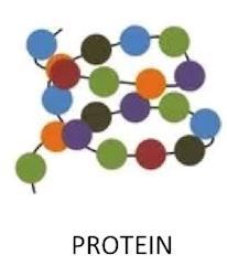 Types of Proteins Having different genetic codes (different base sequences) creates a different amino acid sequence at the ribosome.