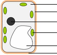 PLANT CELL Structure Function Made of. Gives the cell. Contains a solution of and. Chloroplasts Contain green to trap energy for use in.