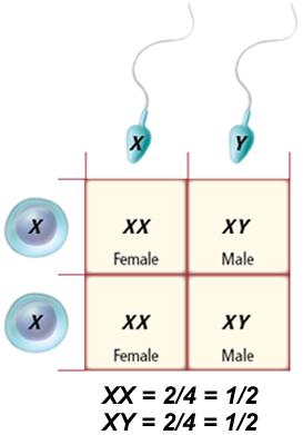 E. Sex Determination o Sex chromosomes determine an individual s o Sex Linked Traits o Examples: 1. Color Blindness Carried on 2. Hemophilia Inability of blood to Carried on F.