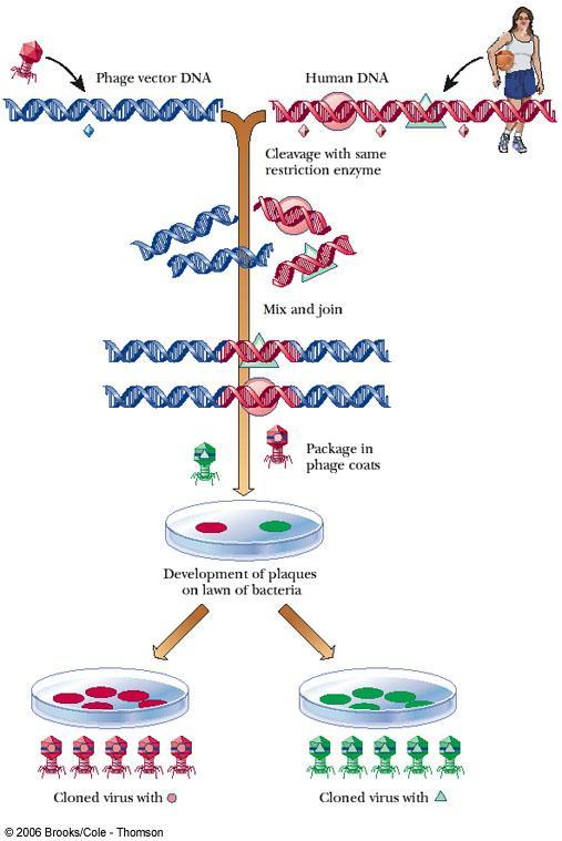 The cloning of human DNA fragments