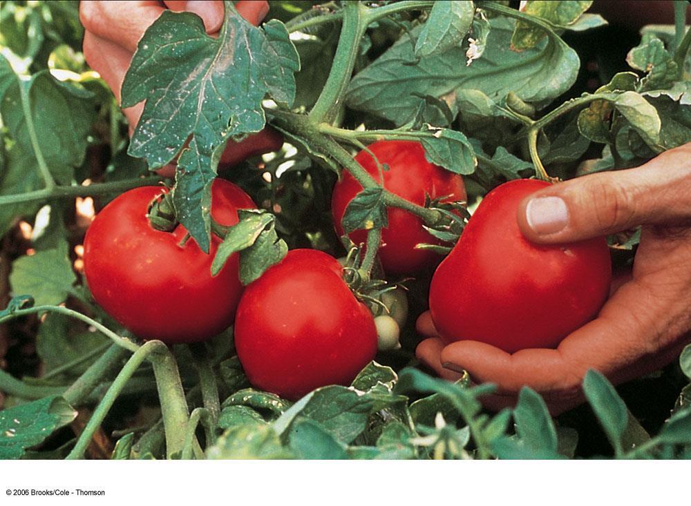 Transgenic tomato plant : Recombinant DNA methods have produced plants that