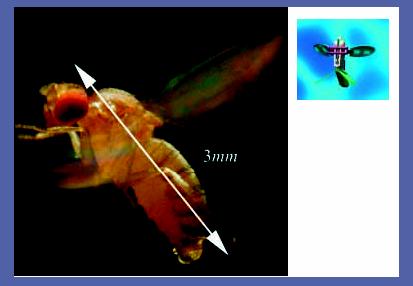 Figure 3. Fruit fly dynamics.