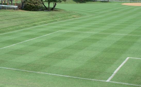 We also liked the application of T- NEX because by preventing the Poa from seeding we are hoping for a reduction in the needed for an herbicide treatment in the future saving the school hundreds of