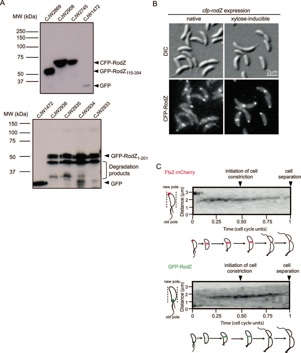 Fig. S2. RodZ accumulates near midcell shortly after FtsZ. (A) Western blots of RodZ fusions using anti-gfp antibodies.