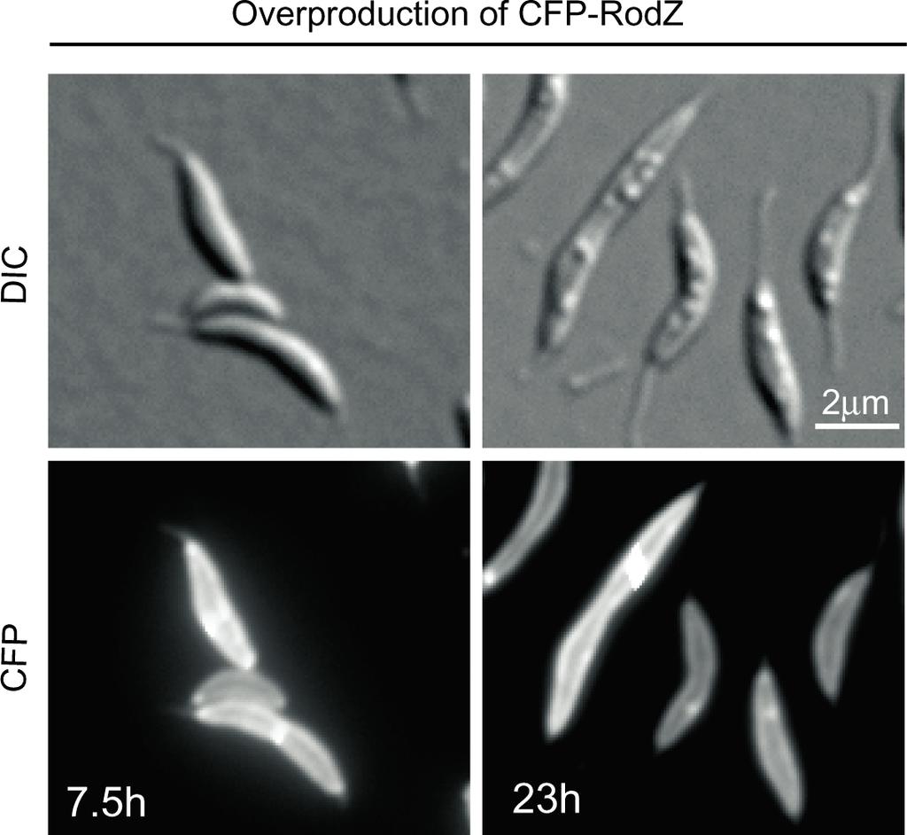Fig. S4. Overproduction of RodZ leads to a largely diffuse membrane distribution.
