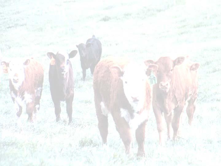 Animal Science Update November 2014 University of Tennessee Extension This Animal Science Update contains timely information on beef cattle, horses, sheep and related 4-H programs.