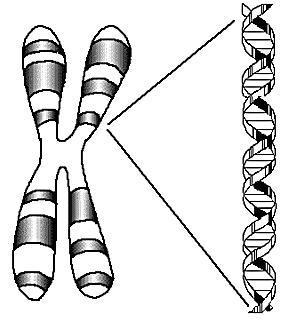 Chromosomes and DNA Chromosomes are thread like structures found in the nucleus.