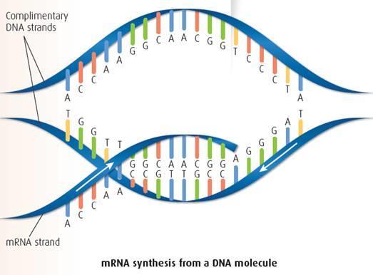 To make proteins a molecule called messenger RNA (mrna) is required. This molecule uses the DNA molecule as a template.