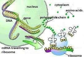 Once synthesised, mrna carries the code from the nucleus to the ribosomes where proteins are made. These are found free in the cell or attached to tubular structures in the cytoplasm.