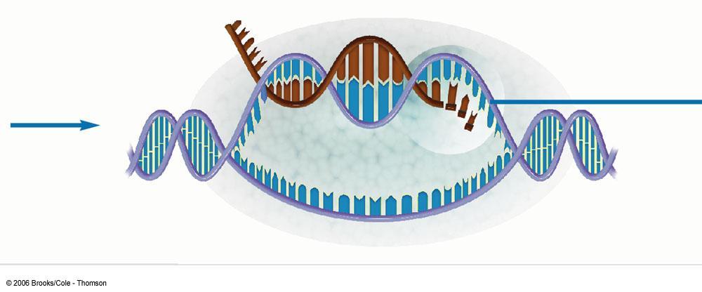 Gene Transcription newly forming RNA transcript DNA template at selected transcription site DNA template winding up DNA template unwinding b All through transcription, the DNA double helix becomes