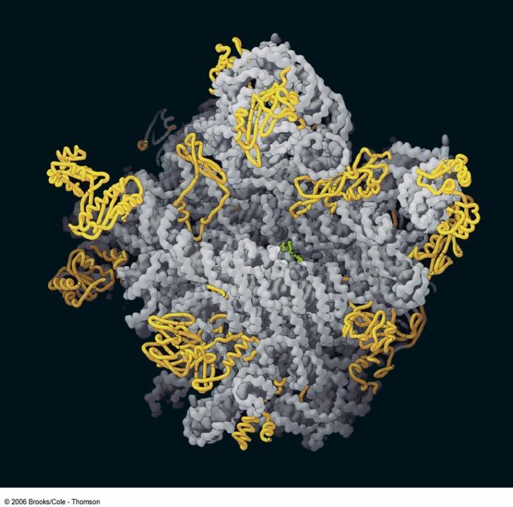 large ribosomal subunit