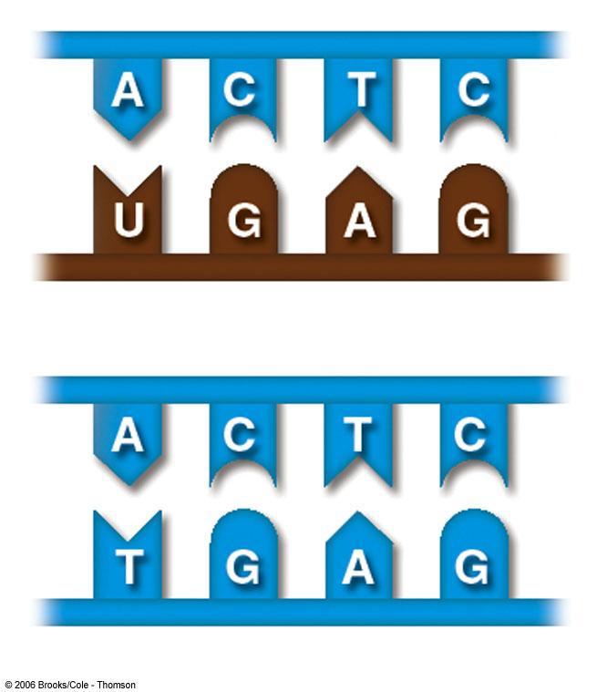 DNA RNA base pairing during transcription Base Pairing during