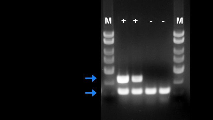 Figure 1: A representative 1X TAE, 1.4 % agarose gel showing the amplification of FHV at different concentrations.