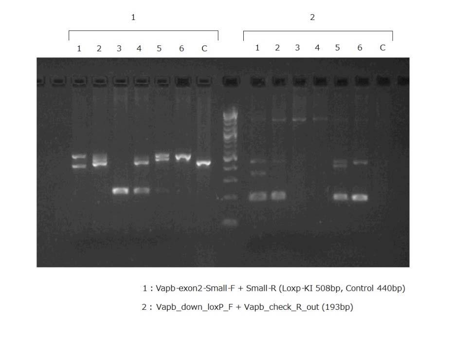Flox rats generated by CLICK! Genotyping PCR, sequencing Primer set 1: Primer set 2: exon SNP exon * No.