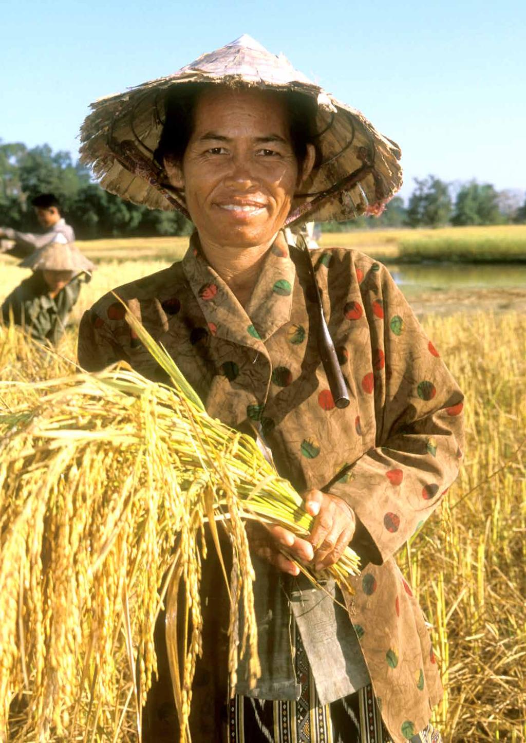 early maturing rice varieties to reduce