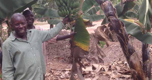 FAO banana cultivation with mulching, digging of trenches for water retention, organic composting and improved varieties to keep soil moisture, increase productivity and reduce production losses in