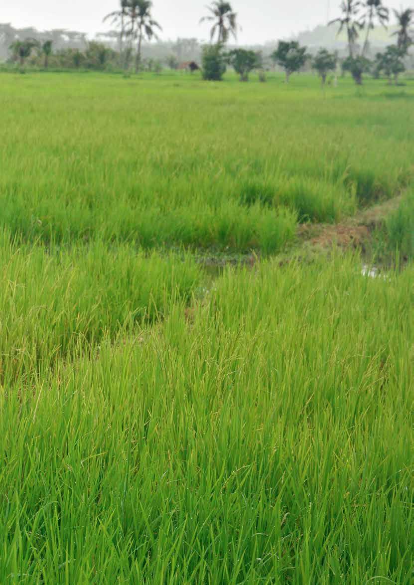 multi-stress tolerant Green Super Rice (GSR) varieties 3 DRR good practices bring a number of