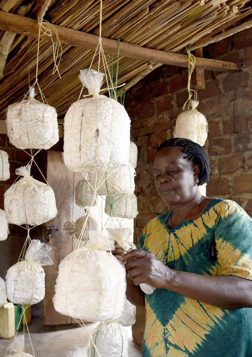 indoor mushroom production for livelihood diversification mushroom