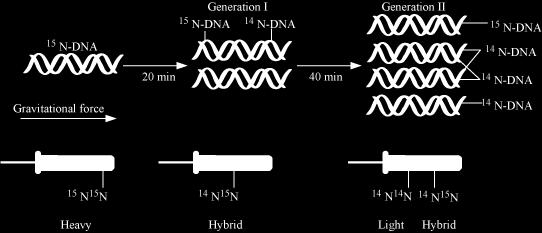 Heavy DNA molecule can be differentiated from normal DNA by density gradient centrifugation using cesium chloride as the gradient.