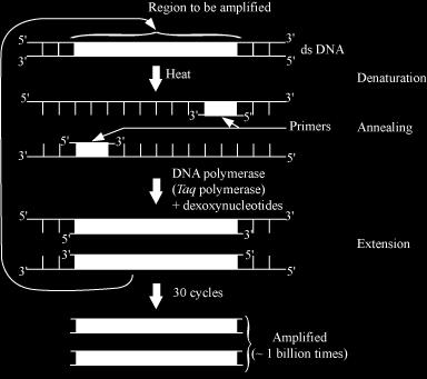 Extension Replication of DNA occurs in vitro. This cycle is repeated several times to generate up to 1 billion identical copies of the DNA.