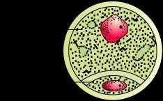 As development occurs in the anther, the sporogenous tissue undergoes meiosis to form microspore tetrad. Each cell of sporogenous tissue has capacity to give rise to a tetrad.