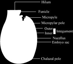 Each ovule has one or two protective layers, called integuments, which cover the rest of the ovule, except for a small opening called micropyle.