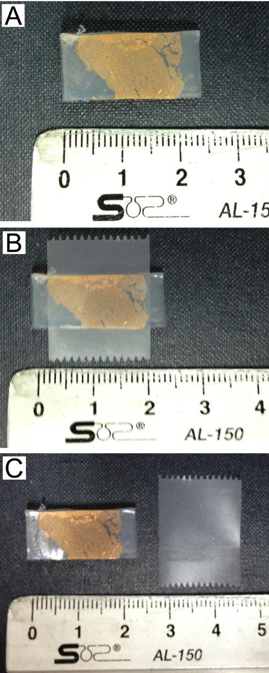 Figure S7. Images showing the bond strength between the Au nanosheet film and an ecoflex substrate.