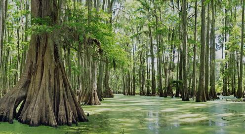 Reconnect Bottomland Hardwood Forests The dominant wetland type along the Lower Mississippi Alluvial Valley