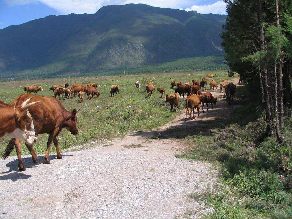 How would a new cattle management approach affect agricultural revenues