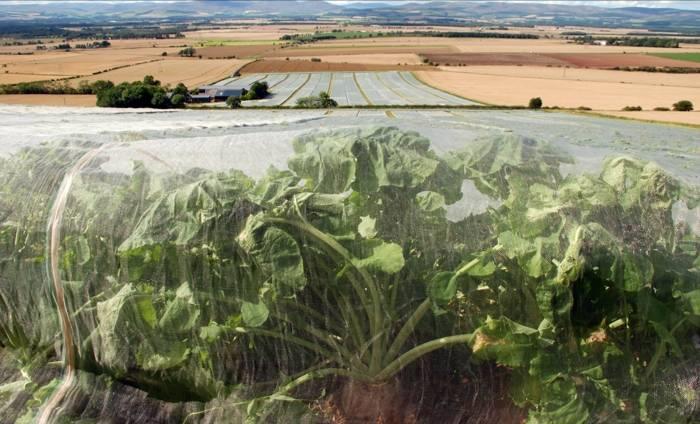 potatoes are very unlikely to have to make any changes to their systems as they will be fully protected from the stink bug already, while growers still relying on agrichemicals are likely to face