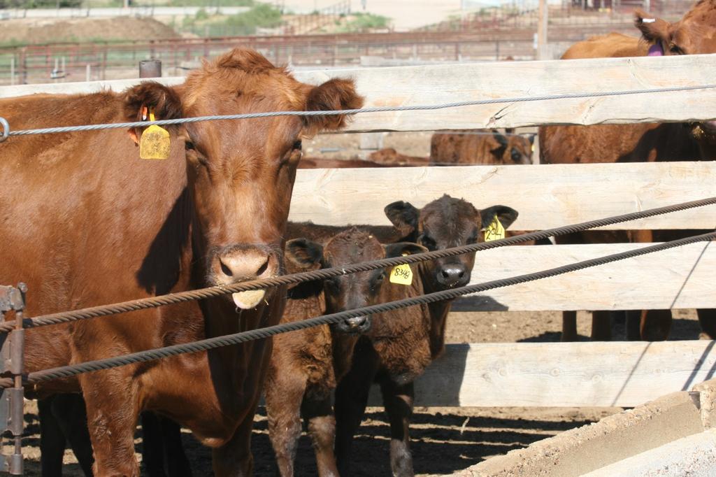 Lessons Learned from Total Confinement Calves learned